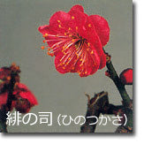 緋の司(ひのつかさ)