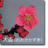 大盃(おおさかずき)