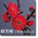 蘇芳梅(すおうばい)