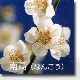 南高(なんこう)