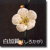 白加賀(しろかが)