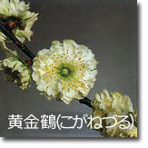 黄金鶴(こがねづる)