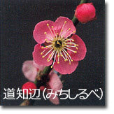 道知辺(みちしるべ)