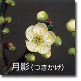 月影(つきかげ)