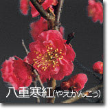 八重寒紅(やえかんこう)