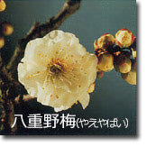 八重野梅(やえやばい)