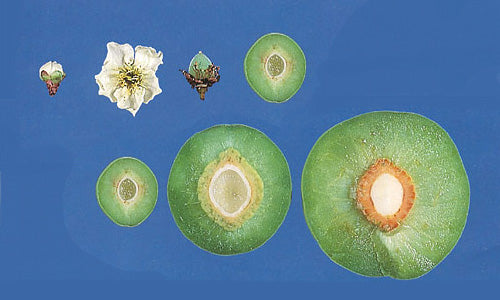 花から果実への発達