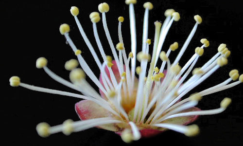 梅の花を解剖