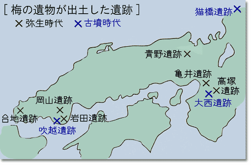 梅の遺物が出土した遺跡