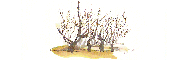 月向農園の梅の樹たち