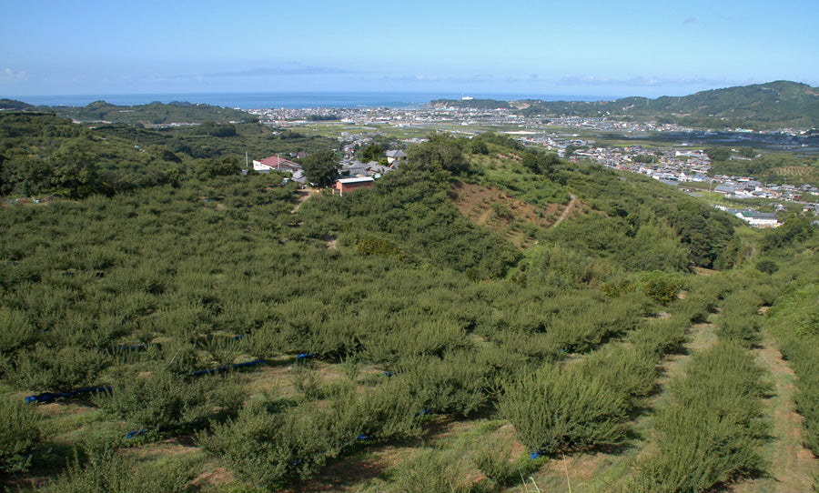 月向農園の梅畑全景