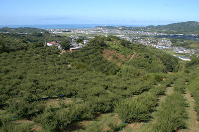 月向山山頂からの眺め