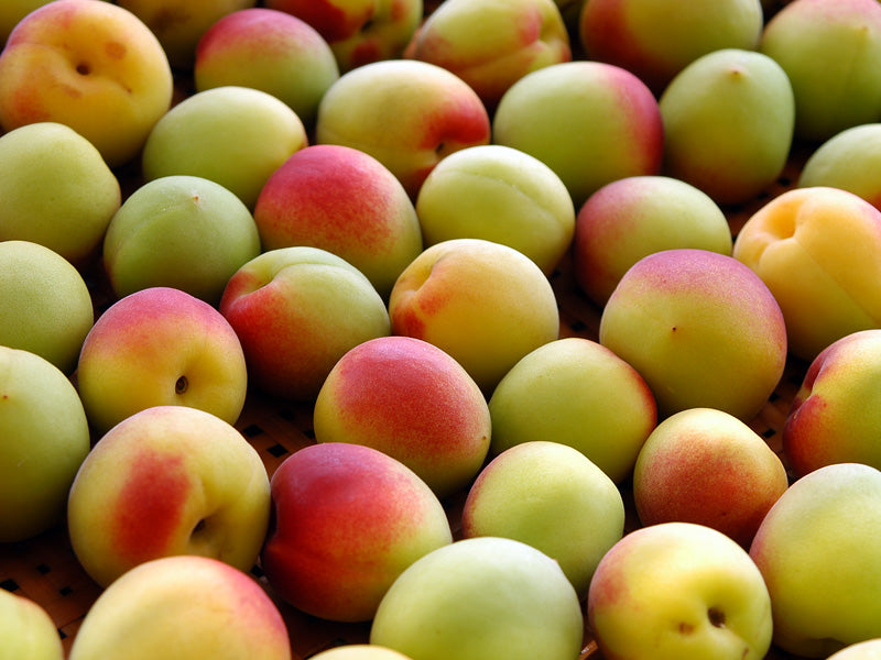 樹熟紅南高梅【キセキ】1kg