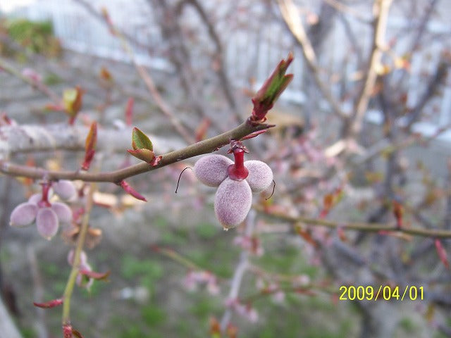 花１個に実が３個・について