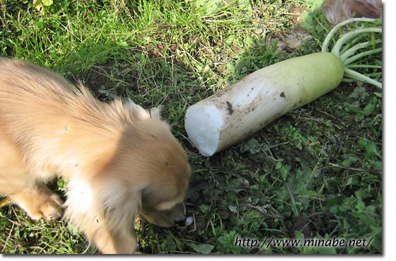 犬の気づき