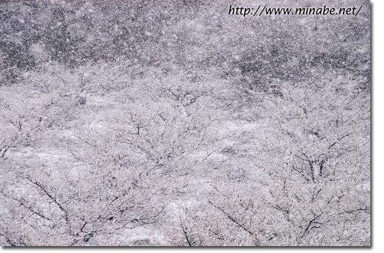 雪景色