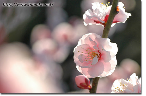 今日の花梅・旭牡丹