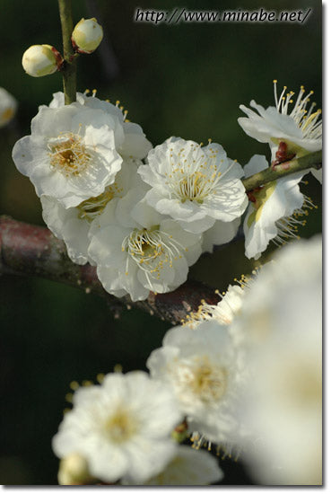 今日の花梅・八重緑萼