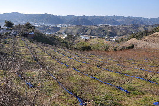 勢力拡大中