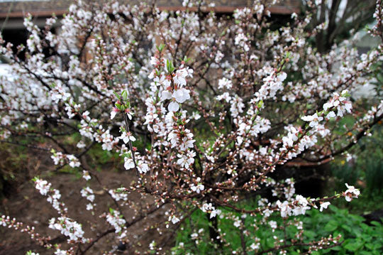 ゆく花くる花