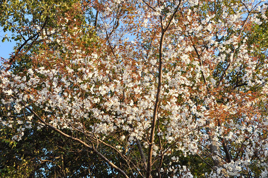 山桜