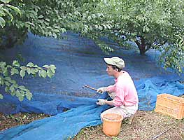 アミ張りの日々