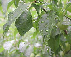 いよいよ「梅雨入り」です