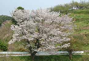 お山の「桜」