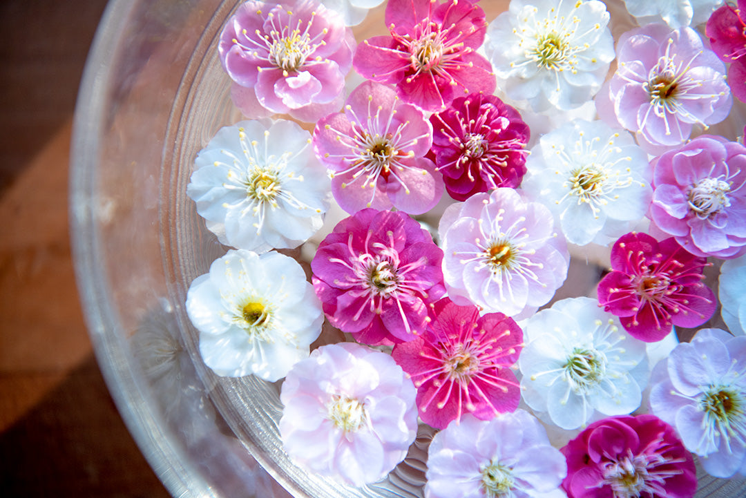 いろいろな梅の花｜なんでも梅学