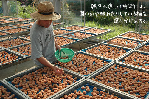 梅の天日干し｜梅の一年