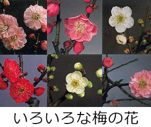 いろいろな梅の花｜なんでも梅学