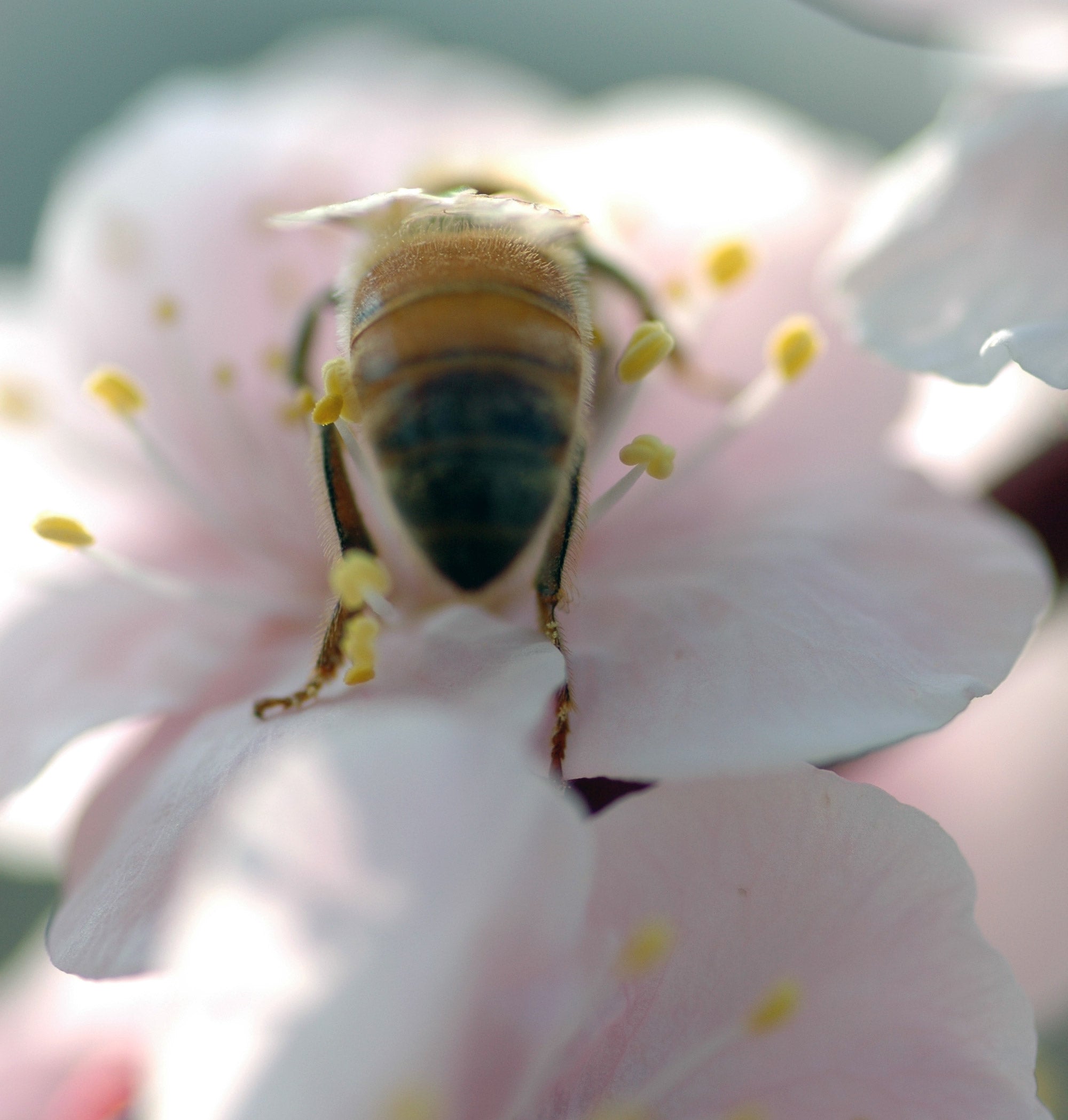 ミツバチと梅の受粉