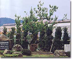 樹齢100年近い南高梅の母樹